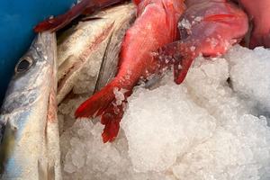 POISSONS