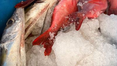 POISSONS