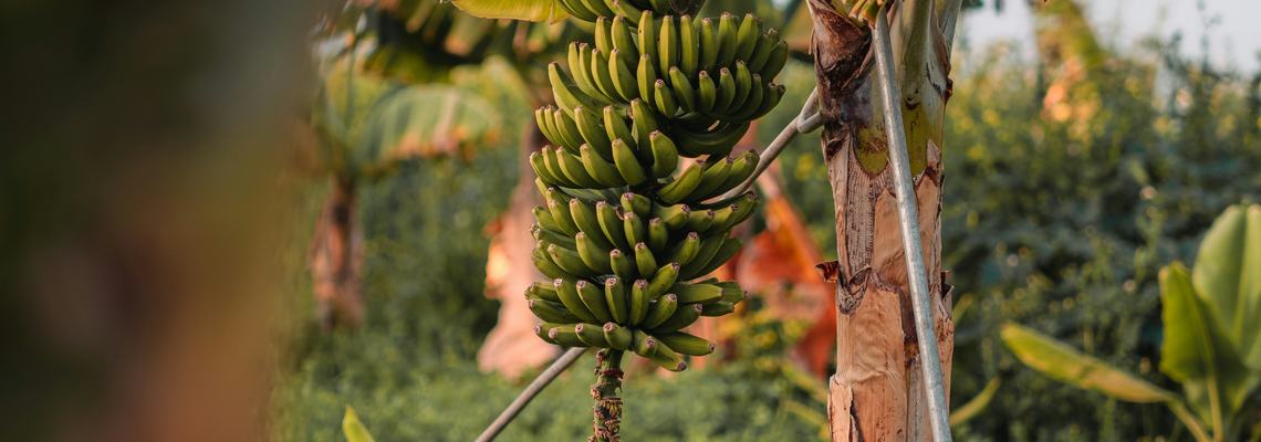 agriculture2