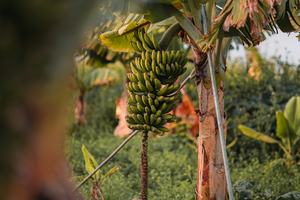 agriculture2