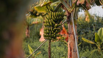 agriculture2