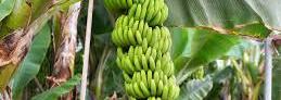 banane