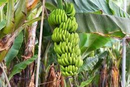 banane