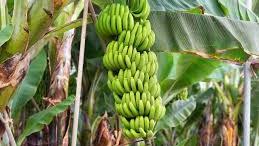 banane