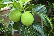 fruit_à_pain