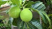 fruit_à_pain