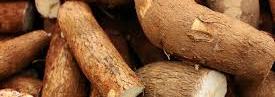 manioc
