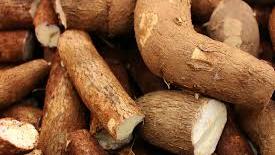manioc